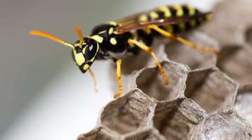 A darazsak gyűlölik ezeket a növényeket, még most ültesd el őket