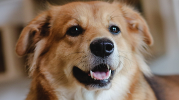 Az állatorvos szerint ez az 5 legjobb gyümölcs a kutyádnak: egészségesek, finomak és biztonságosak 