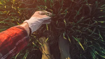 Ezt szórd a fűmag mellé – és sokkal gyorsabban lesz tökéletes a gyeped
