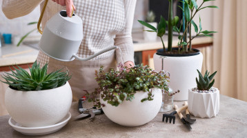 Víz helyett ezzel locsold a növényeidet: pár nap alatt újjáélednek a kókadt virágok