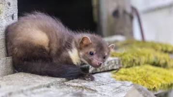 Ez az olcsó, vegyszermentes trükk távol tartja a nyestet az autótól és a kerttől is: elűzi az összes idegen betolakodót a háztól Ez az olcsó, vegyszermentes trükk távol tartja a nyestet az autótól és a kerttől is: elűzi az összes idegen betolakodót a háztól