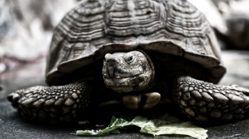 193 éves a világ legöregebb állata, már élt mikor Thomas Edison megszületett