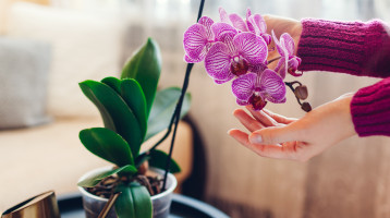 A profik így keltik ismét életre az orchideát – A ravasz fortély nincs is túlbonyolítva A profik így keltik ismét életre az orchideát – A ravasz fortély nincs is túlbonyolítva