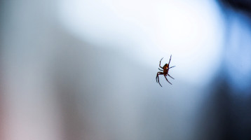 Tudtad? Ezt jelenti, ha pók költözik az otthonodba