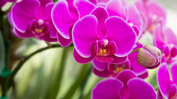 Ezek a virágok ki ne kerüljenek az erkélyre tavasszal – Csak szenvedni fognak, és elpusztulnak