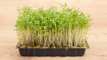 Hagyd a céklát: meghálálja a májad, ha minden nap eszel ebből a fura zöldségből - Tele van antioxidánsokkal
