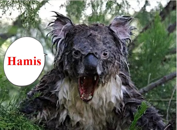 A vizes koalák mérgesek - de azért ennyire nem!