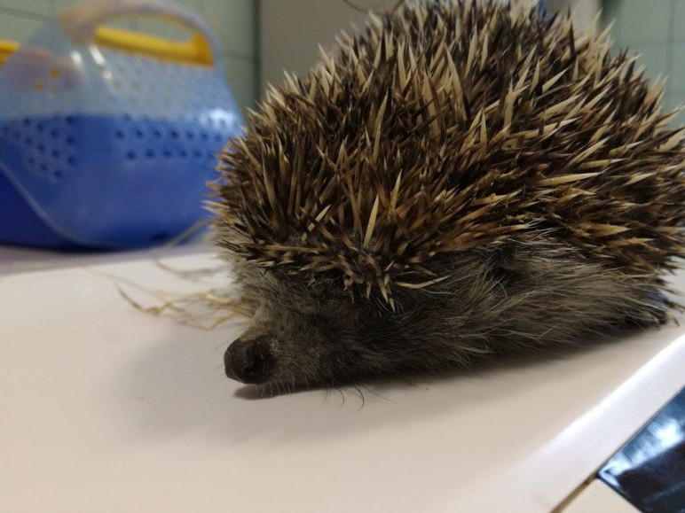 Pöfi a sün a Rex gondozásában