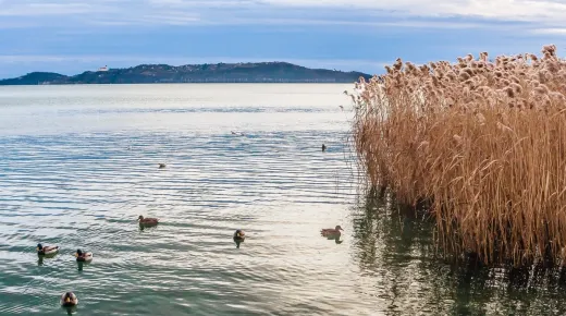 Néhány természetfotó óriási felháborodást keltett a Balatonnál, szakértő tisztázta a helyzetet Néhány természetfotó óriási felháborodást keltett a Balatonnál, szakértő tisztázta a helyzetet