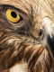 Best of Mate series 2. nyertese: 

Ferdinand Bedana (Fülöp-szigetek): Eagle's Eye
