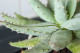 5. Aloe vera

Az aloe vera is használható, amennyiben semmilyen más összetevővel nincs keverve, ráadásul az előző példáktól eltérően vízalapú, így latex kondommal is alkalmazható. Egyetlen buktatója, hogy néhányaknál allergiás reakciót idézhet elő, ezért érdemes először a csukódon tesztelni, hogy esetedben fennáll-e az érzékenység.