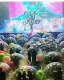 Az ötlet a frontembertől, Wayne Coyne-tól származik, aki korábban is előszeretettel vetette magát a rajongók közé a színpadról óriási buboréklabdában.