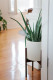 Aloe félék