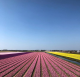 Az Európa kertjeként is ismert Keukenhofban 100 nemesített tulipánfajta tündököl.