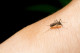 Dengue-láz - A dengue-vírust is a szúnyogok, főleg az Ázsiai tigrisszúnyog terjeszti. A „csonttörő láznak" is nevezik, ugyanis a beteg olyan erős fájdalmakat tapasztalhat, amelyek csak egy eltört csontnál jellemzők. Lázzal, fejfájással, kiütéssekkel és fájdalommal jár, de súlyosab esetben a vérerek szivárgása is előfordulhat. 