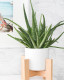 Aloe Vera. Indiában (és sok más országban is) évszázadokon át alkalmazták orvosi használatra ezt a csodás növényt. A két benne található hormon, az auxin és a gibberellinek csökkentik a bőrgyulladást, serkentik az új sejteket és lehetővé teszik a bőr gyors gyógyulását minimális hegesedéssel. Tisztító és méregtelenítő hatása miatt kiválóan felveszi a harcot a pattanásokkal, és ragyogó lesz tőle a bőröd.