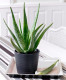 Az aloe vera is mindent túlél, ezen kívül pedig számos jótékony hatása van.