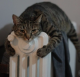 Soha ne szárítsd a ruháid a radiátoron! Párássá teszed vele a lakás levegőjét, ami nagyon rossz hatással lehet a legyengült immunrendszerűek és az asztmások tüdejére. Soha ne szárítsd a ruháid a radiátoron! Párássá teszed vele a lakás levegőjét, ami nagyon rossz hatással lehet a legyengült immunrendszerűek és az asztmások tüdejére.