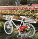 A földön körülbelül 150 fajta tulipán létezik, több, mint 3000 különböző variációban.