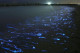 Hotaru Ika, Japán - Watasenia scintillans tintahalak 