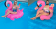 Bibi a németek Kylie Jennere. Influenszer, Insta-modell, minden. Faisalnak egy ilyen flamingós kép természetesen magaslabda.