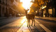 Az állatmentők Facebook-oldalán közzétett bejegyzésben arra is felhívják a figyelmet, hogy a vadállatok egyre bátrabban jönnek be a városokba, vagyis mindenkinek érdemes előre felkészülni a velük való esetleges találkozásra.  Nem támadnak ok nélkül, de nem szabad kergetni, megfogni vagy "simogatni" őket. Ennél is fontosabban azonban, hogy senki ne próbálja meg etetni a vadállatokat.

Nem véletlenül hívják őket vadon élő állatoknak – ha etetik őket, visszajárnak, elveszítik a természetes ösztöneiket, és veszélybe sodorjuk őket is, valamint - ami legalább annyira fontos - magunkat is.