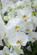 Orchidea

Az orchidea nemcsak gyönyörűséges dísze otthonunknak, hanem hatékony is a penész elleni küzdelemben. Ez a növény képes csökkenteni a páratartalmat a környezetben, mivel nedvességet vesz fel a levegőből. mellett az orchideák szintén nem igényelnek túl sok gondozást, és jól érzik magukat a beltéri környezetben, így ideálisak azok számára, akik szeretnék könnyen fenntartani otthonuk tisztaságát. Fontos azonban megjegyezni, hogy az orchideák gyökérzete és levelei érzékenyek lehetnek a túlzott nedvességre, ezért fontos, hogy megfelelő öntözési gyakoriságot biztosítsunk számukra.