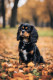3. Cavalier King Charles Spániel

A Cavalier King Charles Spániel kisebb méretű, de rendkívül szeretetteljes és társaságkedvelő kutya. Ideális választás lehet kisebb lakásokba is, mivel jól alkalmazkodik a beltéri élethez. Ezek a kutyák nagyon ragaszkodók és szívesen töltik az időt a gazdáikkal, így remek társak lehetnek mind gyerekek, mind idősebbek számára.