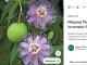5. Golgotavirág (Passiflora incarnata)

A golgotavirágot is gyakran emlegette Gyuri bácsi mint hatékony alvást segítő növényt. Ez a gyógynövény különösen hasznos a szorongás csökkentésére, ami gyakran gátolja a nyugodt alvást. A golgotavirág enyhe nyugtató és izomlazító hatású, ami elősegíti a pihentető alvást és segít megelőzni az éjszakai felébredéseket.

Alkalmazás:

A golgotavirágot teaként vagy tinktúraként is fogyaszthatjuk. Este, lefekvés előtt egy csésze golgotavirágtea különösen hatásos lehet az alvás elősegítésére.