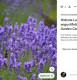 4. Levendula (Lavandula angustifolia)

A levendula nyugtató, stresszoldó hatásáról ismert, és a bükki füvesember is nagyra értékelte az alvásra gyakorolt hatását. A levendula illóolajának belélegzése vagy egy csésze levendulatea elfogyasztása segíthet abban, hogy lecsendesítsük az elménket, enyhítsük a stresszt, és javítsuk alvásunk minőségét.

Alkalmazás:

Lefekvés előtt készíthetünk levendulateát egy teáskanál szárított levendulavirág leforrázásával, vagy cseppenthetünk levendulaolajat a párnánkra. Gyuri bácsi szerint a levendula illata nemcsak nyugtató, de kellemes alvási környezetet is teremt.