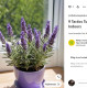 A levendula illóolajának fő hatóanyagai, a linalool és a linalil-acetát, közvetlenül hatnak az idegrendszerre. Belélegezve ezek az anyagok stimulálják az agy limbikus rendszerét, amely az érzelmek és a stressz szabályozásában játszik kulcsszerepet. Az eredmény? Csökken a kortizolszint, amely a stresszért felelős hormon, és elősegítik a nyugodt, kiegyensúlyozott állapotot.