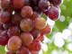A gyümölcs külseje/héja, valamint a magja is tele van antioxidánsokkal, például katechinekkel és epikatekinekkel, amelyek csökkentik a káros oxidatív stresszt a szervezetben. A szakértők azt javasolják, hogy érdemes naponta háromszor 80 grammot elfogyasztani a vörös szőlőből: ha így teszel, már két hét múlva élvezheted jótékony és csodás hatásait.
 