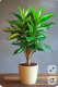 1. Sárkányfa (Dracaena) - A sárkányfa, vagy dracéna képes kiszűrni a levegőből olyan káros vegyületeket, mint a formaldehid vagy a benzol, ezzel tisztább, egészségesebb légkört teremt a hálószobában.