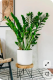 1. Agglegénypálma (Zamioculcas zamiifolia) - Az agglegénypálmát sokan a kitartás és az anyagi stabilitás növényének tartják. Vastag, fényes levelei az erőt és a növekedést szimbolizálják, ráadásul rendkívül igénytelen, így kezdőknek is ideális választás. A Feng Shui szerint segíthet bevonzani a jólétet.