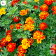 Bársonyvirág vagy büdöske (Tagetes erecta) – A veteményes és a virágágyások fegyvere - Ha nemcsak a saját bőrünket, hanem a féltett növényeinket is meg akarjuk védeni a kártevőktől, a bársonyvirág, vagy ahogy a népnyelv nevezi, a büdöske a tökéletes választás. Ennek az egynyári virágnak a gyökerei és levelei egyaránt olyan jellegzetes, átható vegyületeket termelnek, amelyek a föld felett elűzik a legyeket, a levéltetveket és a szúnyogokat, a talajban pedig elpusztítják a gyökereket rágó fonalférgeket. Ültessük bátran a paradicsomok, ágyások mellé, mert ragyogó sárga színe mögött kíméletlen biológiai fegyver rejtőzik.