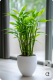 4. Fehérszélű sárkányfa (Dracaena sanderiana) - A fehérszélű sárkányfa, vagy szerencsebambusz a Feng Shui egyik klasszikus növénye. A szárak száma különböző jelentéssel bír: egyesek a boldogságot, mások az egészséget vagy a sikert jelképezik. Gyakran az egyensúly és a harmónia növényeként tartják számon.