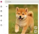 Shiba inu: A japán shiba inu a negyedik helyen szerepel a legfrissebb adatok alapján, 14,6 éves medián élettartammal. A közepes termetű, jellegzetes rókaszerű arcáról és felálló füleiről könnyen felismerhető fajta az egyik legismertebb japán kutya. Önálló, intelligens és karakteres állat, ezért nem feltétlenül annak legjobb választás, aki kifejezetten engedelmes, minden helyzetben könnyen irányítható kutyát szeretne. Hosszú élettartama azonban figyelemre méltó, különösen azért, mert a nagyobb testű fajtákhoz képest a kisebb és közepes méretű kutyák általában kedvezőbb élettartam-adatokat mutatnak. A shiba inu tehát azok számára lehet érdekes választás, akik aktív, különleges megjelenésű és hosszú életű társat keresnek.