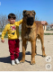 Kangal és más nyájőrzők – Akiknél a védelmező ösztön veszélyes lehet - A Kangal, a Kuvasz vagy a Pireneusi pásztorkutya nem egyszerű házőrzők, hanem önálló döntésekre képes nyájőrző óriások. Genetikai kódjuk alapján rendkívül függetlenek, alapvetően bizalmatlanok az idegenekkel szemben, és területüket tűzön-vizen át megvédik. Katharina Marioth hangsúlyozza, hogy megfelelő méretű, elszigetelt birtok vagy tényleges nyáj nélkül, különösen egy nyüzsgő városi vagy elővárosi környezetben szinte lehetetlen őket fajtájuknak megfelelően tartani. A barátok vagy postások érkezése náluk könnyen valós biztonsági kockázattá válhat.