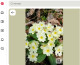 Az egyik ilyen kevésbé ismert növény a szártalan kankalin, latin nevén Primula vulgaris. Első pillantásra egyáltalán nem tűnik különlegesnek: alacsony termetű, tőlevélrózsát alkot, és rendszerint világos, sárgás virágokat hoz. Éppen ezért könnyű összekeverni a kertekben gyakran látott kankalinokkal. A magyarországi botanikai szakértők szerint azonban a vadon élő szártalan kankalin védett faj, természetvédelmi értéke pedig 2000 forint. A Szegedi Tudományegyetem Füvészkertje szerint januártól akár áprilisig is virágozhat, és külön érdekesség, hogy a kertekben megtalálható változatai több közeli faj kereszteződéséből származó hibridek is lehetnek.