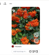 Tűztövis (Pyracantha): A rózsafélék családjába tartozó tűztövis látványos piros bogyóiról ismert, és termései cianogén glikozidokat tartalmaznak. Bár nem sorolható a legsúlyosabban mérgező részek közé, nyersen és nagyobb mennyiségben elfogyasztva komoly emésztőrendszeri panaszokat, többek között hasi fájdalmat, hányást és hasmenést okoz a kutyáknak, így fogyasztás esetén feltétlenül állatorvosi segítségre van szükség.