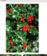 Közönséges magyal (Ilex aquifolium): A magyal csábító, piros bogyói és szúrós levelei mind az ember, mind a háziállatok számára egyaránt mérgezőek. A növényben található teobromin hányingert, rosszullétet, hasmenést és szapora pulzust okozhat, fogyasztása a teljes növényre kiterjedően szigorúan tilos, sőt az OGYÉI tiltólistáján is szerepel. Bár sövényként, dísznövényként vagy karácsonyi dekorációként rendkívül kedvelt, a kutyáktól távol kell tartani.