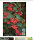 Madárbirs (Cotoneaster): A madárbirs bogyói csupán nagyobb mennyiségben válthatnak ki enyhe mérgezést a kutyáknál, ami többnyire hasi fájdalom és hasmenés formájában jelentkezhet. A gazdiknak érdemes fokozottan figyelniük a séták és a kerti tartózkodás során, hogy a kedvencük inkább egyáltalán ne fogyasszon a terméséből.