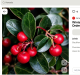 Kúszó fajdbogyó (Gaultheria procumbens): A kúszó fajdbogyó termése enyhén mérgező, és nagy mennyiségű fogyasztás esetén hasmenést idézhet elő. Gyümölcse egyébként ehető és jellegzetes mentolos ízű, zsenge hajtásaiból és leveleiből pedig emberi fogyasztásra alkalmas gyógytea készíthető, de a kutyák esetében érdemes ügyelni a mértéktelen habzsolás elkerülésére.
