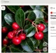 Kúszó fajdbogyó (Gaultheria procumbens): A kúszó fajdbogyó termése enyhén mérgező, és nagy mennyiségű fogyasztás esetén hasmenést idézhet elő. Gyümölcse egyébként ehető és jellegzetes mentolos ízű, zsenge hajtásaiból és leveleiből pedig emberi fogyasztásra alkalmas gyógytea készíthető, de a kutyák esetében érdemes ügyelni a mértéktelen habzsolás elkerülésére.