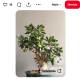 Pénzfa (Crassula ovata)

A vastag, kerek levelek a bőséget és a gyarapodást szimbolizálják. A Feng Shui szerint a pénzfa segít stabil alapokat teremteni az új évhez.
A nappaliban az egyik legjobb választás, főleg, ha kelet vagy délkeleti sarokban kap helyet.