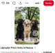A labrador retriever nemcsak barátságos, hanem mélyen kötődő fajta is. Imád a gazdája közelében lenni, és kifejezetten jól kijön családokkal, gyerekekkel. Hűsége inkább szeretetteljes ragaszkodásban, mintsem őrző-védő viselkedésben mutatkozik meg.