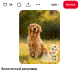 A golden retriever a hűség és a kedvesség tökéletes kombinációja. Rendkívül ragaszkodó, türelmes és empatikus, ezért terápiás kutyaként is gyakran alkalmazzák. Mellette nehéz magányosnak érezni magad.