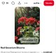 Felülről locsolni – a leggyakoribb baki

Sokan automatikusan a növény tetejére öntik a vizet, mintha csak egy virágcsokrot frissítenének fel. A muskátli viszont ezt nem igazán értékeli. A leveleken és virágokon maradó víz könnyen gombásodáshoz vezethet, különösen meleg, párás időben. A helyes módszer az, ha közvetlenül a földre, a tövekhez öntöd a vizet. Így a gyökerekhez jut, ahol valóban szükség van rá.