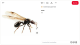 A konyhapult rendszeres áttörlése, a morzsák eltávolítása, a szemetes gyakori ürítése és a cukros ételek légmentes tárolása mind hozzájárul ahhoz, hogy a hangyák ne találjanak vonzó célpontot. A bejutási pontok lezárása szintén hatékony módszer, hiszen ha fizikailag nem tudnak bejönni, a probléma gyakorlatilag megszűnik. A természetes riasztók, például az ecet, a citromlé vagy bizonyos illóolajok, átmenetileg elriaszthatják őket, de ezek hatása nem tartós, és inkább kiegészítő megoldásként érdemes rájuk tekinteni.