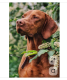 6. Vizsla

A magyar vizsla igazi "tépőzáras kutyaként" is ismert, mert szinte mindenhová követi a gazdáját.

Nagyon érzékeny, emberközpontú és szeret a család közelében lenni. Nem viseli jól a magányt, viszont rengeteg szeretetet ad vissza annak, aki elegendő időt és figyelmet szentel neki. Aktív életmódot igényel, de cserébe olyan hűséges társ lehet, aki valóban minden kalandban melletted áll.
